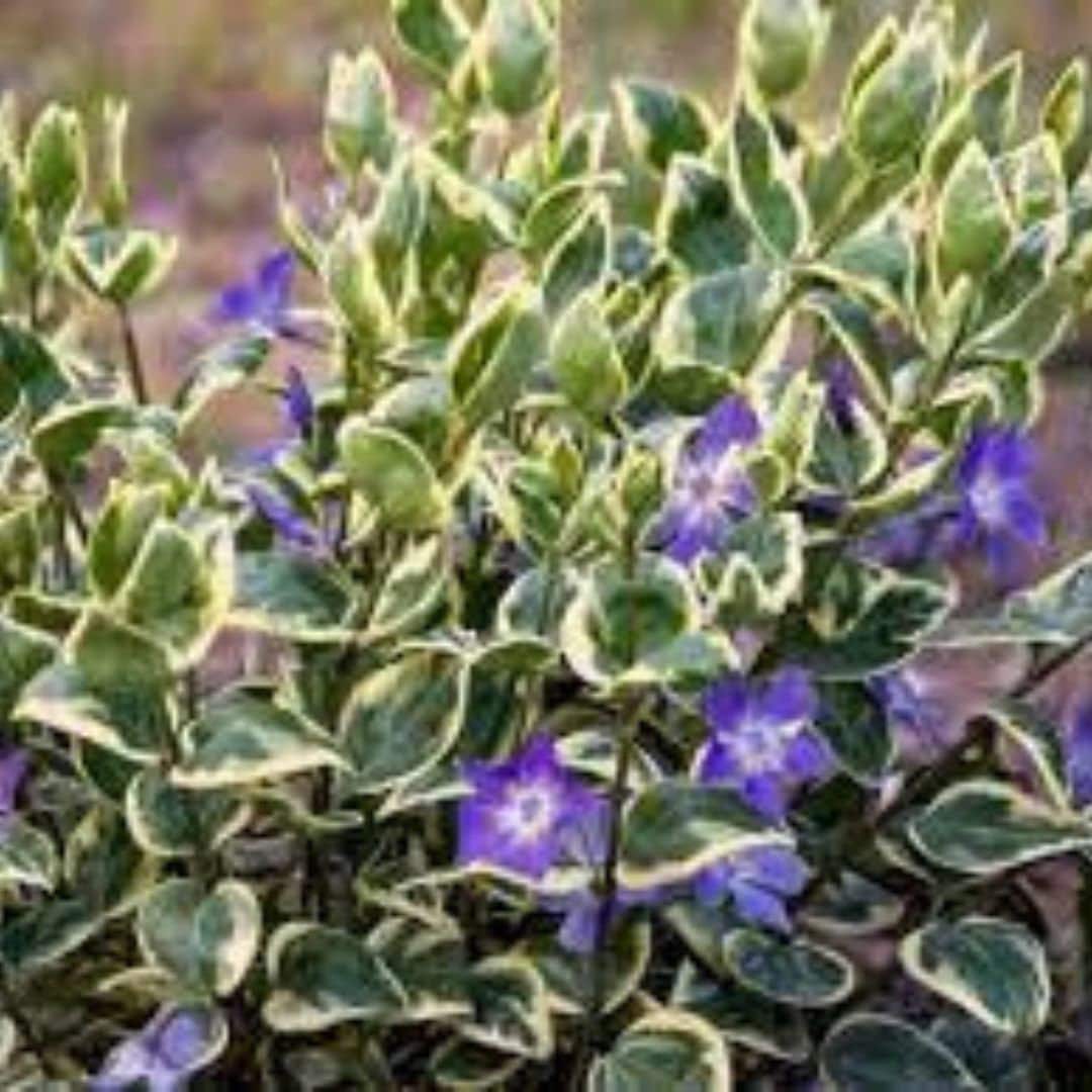 6 Variegated Vinca Periwinkle Trailing Vine Live Starter Plants Ship ...