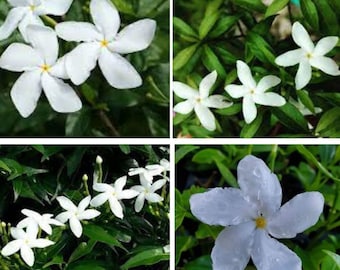 2 White Jasmine Pinwheel plant -Starter Live plant - 2 Plug 3 to 7 inches Tall ship  Bare Roots