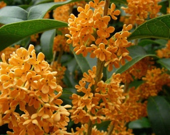 Orange  APRICOT ECHO Fragrant Tea Sweet Olive Osmanthus  fragrans- Rooted Starter Plant