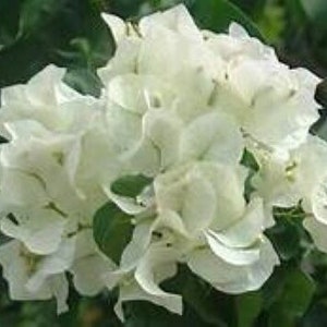 1 Bougainvillea White Stripe color - in 3-4 pot - live Starter Plant #JSTL8