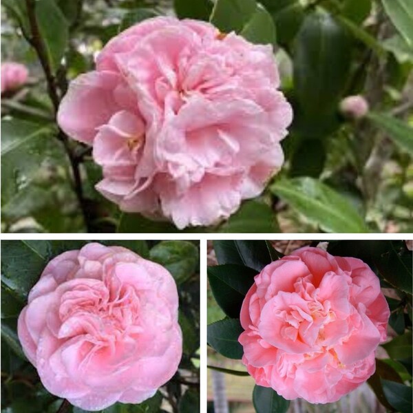 Daikagura Camellia Japonica Starter Plant – Red & White Flowers, Evergreen Shrub, USDA Zones 7-9 (Bare Root)