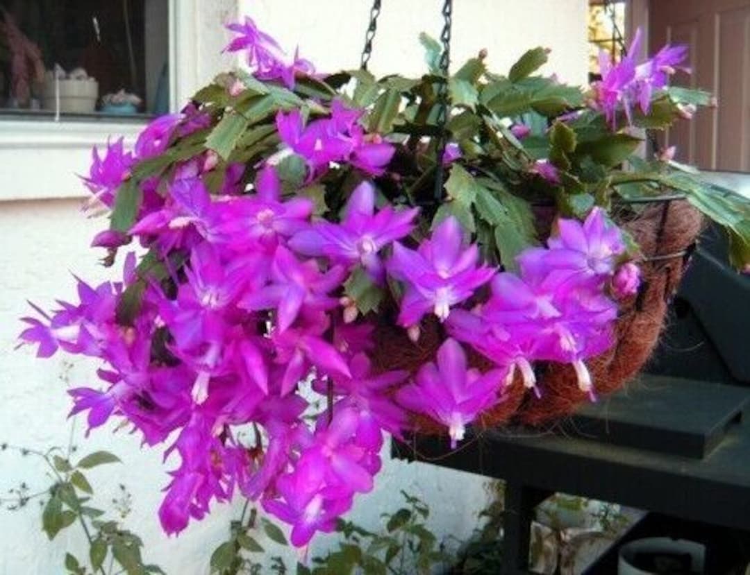 Purple Christmas Thanksgiving Cactus Magenta Cactus Live - Etsy