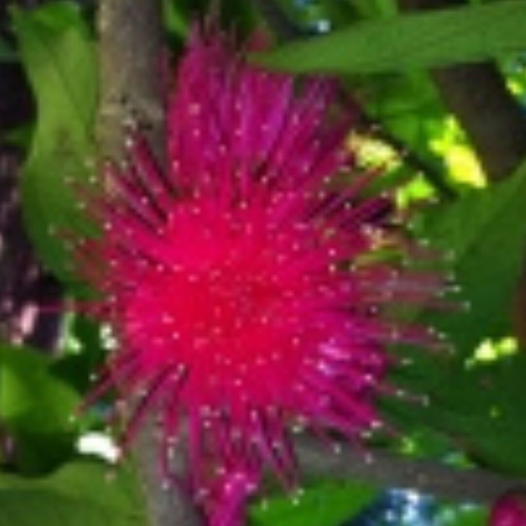 Malay Apple Purple (syzygium Malaccense) Fruit Tree Starter Plant in ...