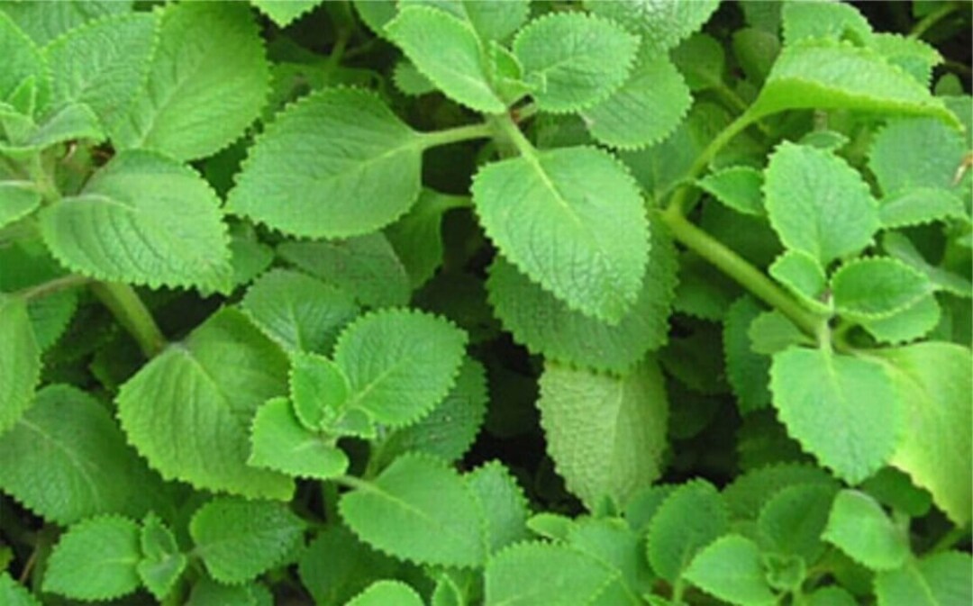 thumbnail image 2 of Organic Cuban Oregano Live Plant - Well Rooted, 7-9 Inches, Indoor/Outdoor Herb 2 of 6