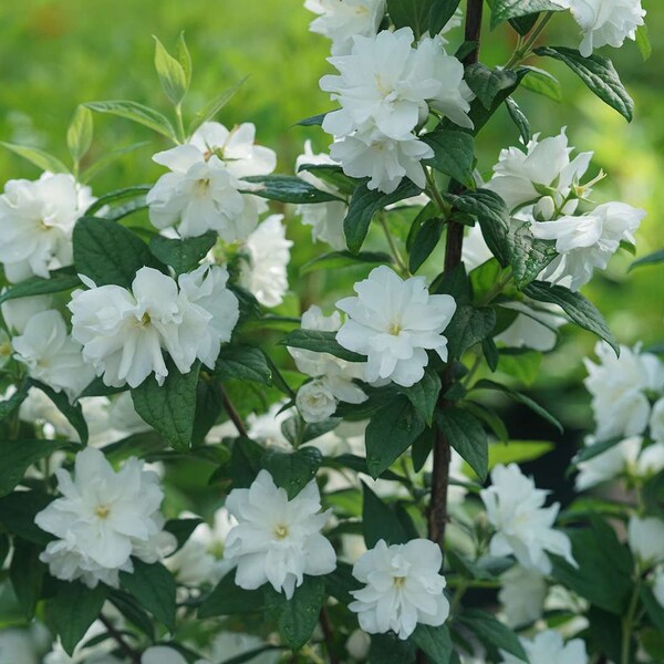 Mockorange - Philadelphus -Illuminati Arch-Live STARTER Plant-ship in pot