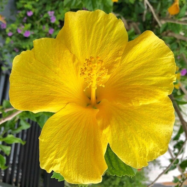 Yellow Hibiscus Plant - Fort Myers -Tropical Hibiscus - SMALL Starter Live  Hibiscus Plant  3 "  To 7 " Tall