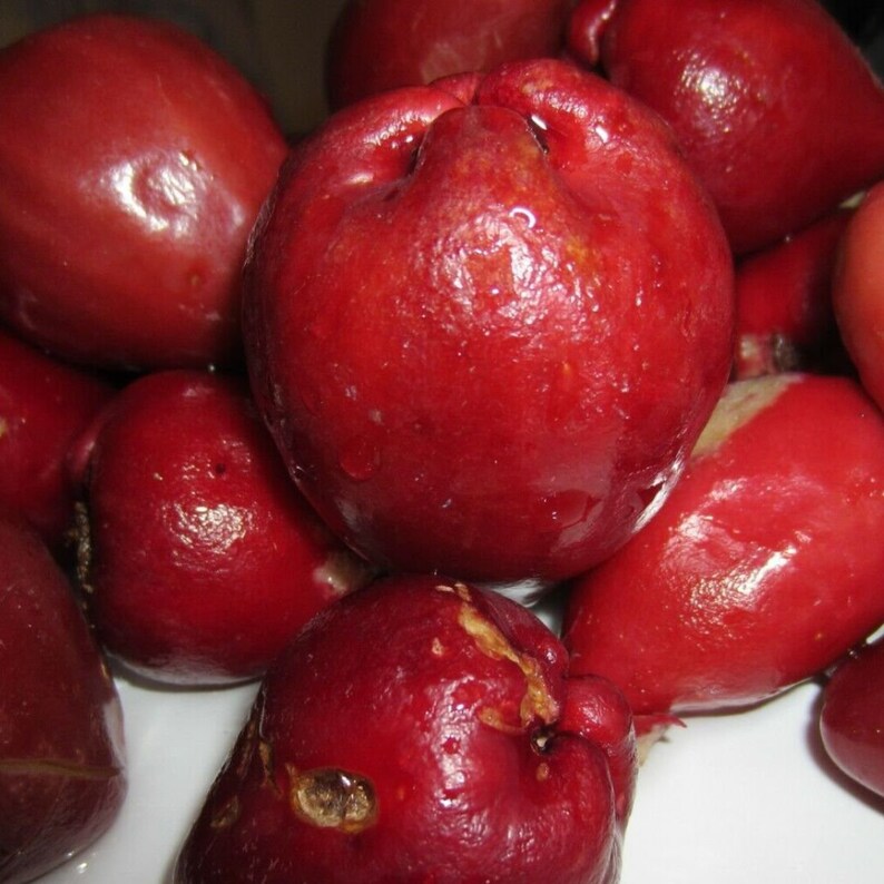 Malay Apple Purple (syzygium Malaccense) Fruit Tree Starter Plant in ...