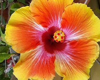 Gold red Hibiscus Exotic Hawaiian Sunset- Fiesta Hibiscus Starter Live Plant 3 To 5 Inches Tall