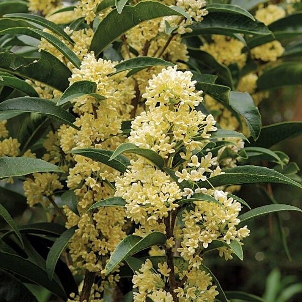 Fragrant Tea Olive Osmanthus - Fudingzhu -  Healthy well rooted starter plant