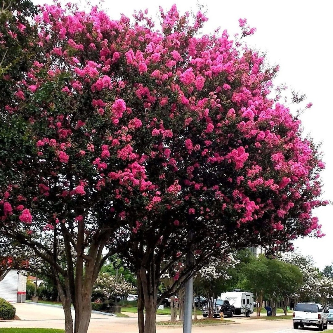 Hot Pink Crepe Myrtle Plants, Live Starter Plants Bushes Trees Rooted
