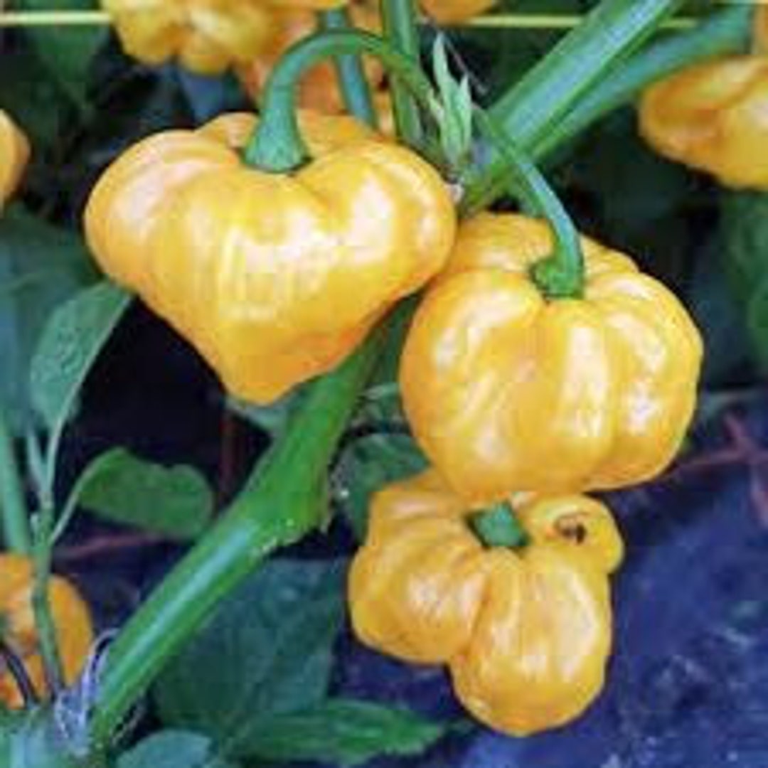 3 Yellow Jamaican Scotch Bonnet Plants Super Hot Pepper Live Plants 75 Day Old Ship No Pots Etsy