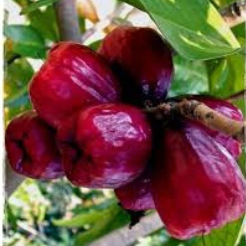 Malay Apple Purple (syzygium Malaccense) Fruit Tree Starter Plant in ...