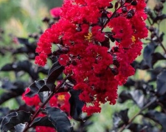 Ebony Fire Red Crape Myrtle - EBONY FIRE- Crepe Crape Myrtle Starter Lagerstroemia Well Rooted Starter Plant