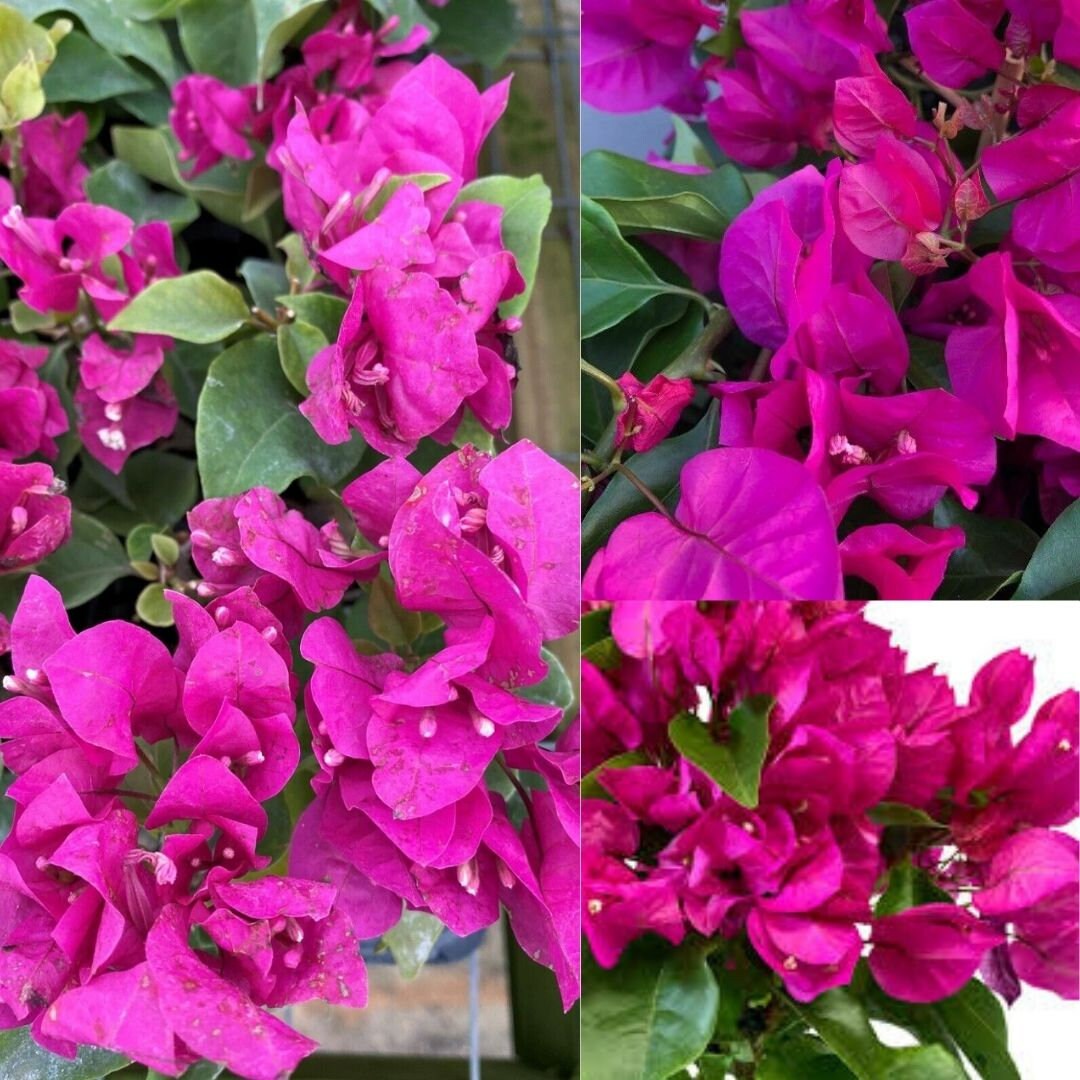 Purple Bougainvillea Plant Vera Deep Purple Live Bougainvillea Starter Plant in Pot. Etsy