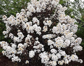 Ebony White Crape Myrtle - EBONY & IVORY- Crepe Crape Myrtle Well Rooted Starter Plant -White Flower Black Foliage ship in pot