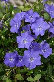 25 Vinca Minor Plants Periwinkle Creeping Myrtle Perennial Evergreen Ground Cover Bare Root Plants