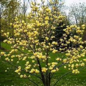 Yellow Magnolia Plant 'Yellow Bird' live Starter Plant in Pot