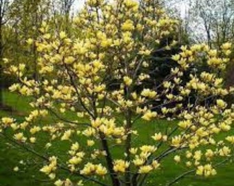 Yellow Magnolia Plant 'Yellow Bird' live Starter Plant in Pot