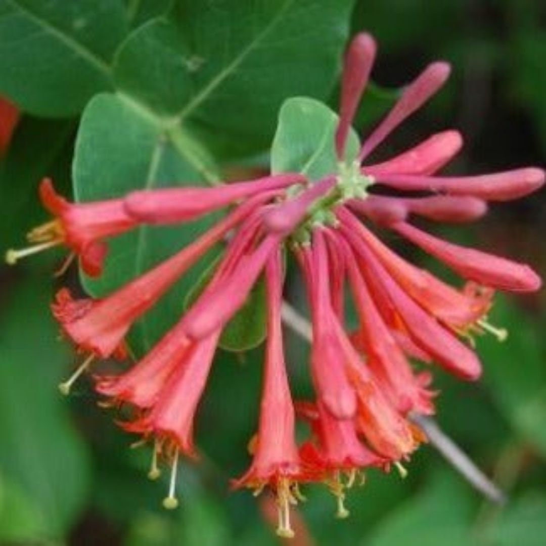 Coral Honeysuckle Vine Lonicera Sempervirens perennial Live Starter