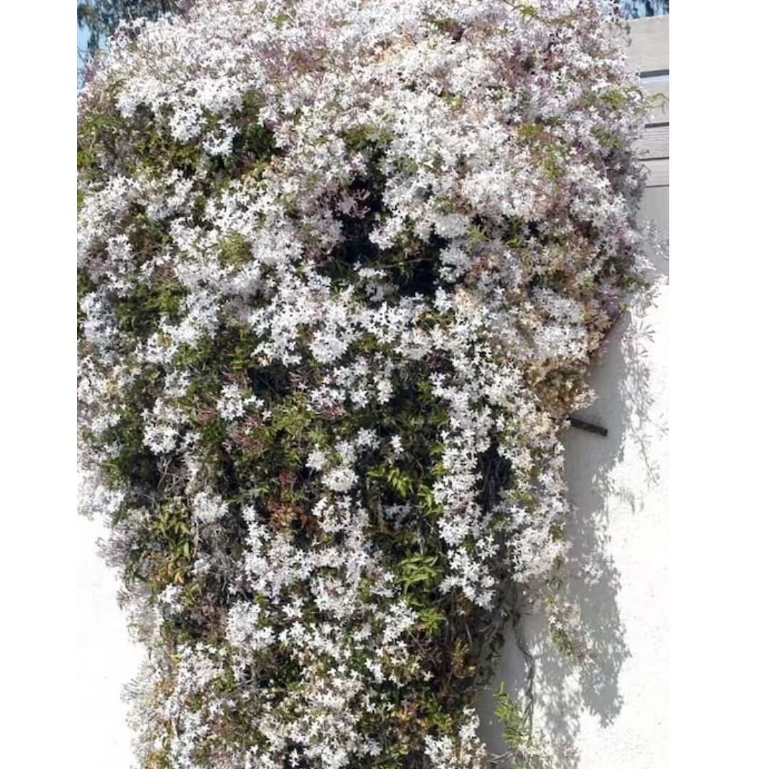 Jasmine main image 0