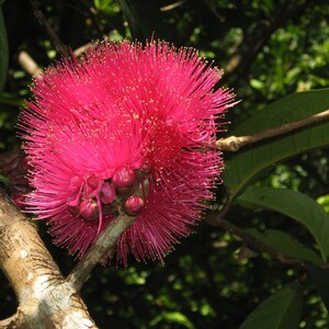 Malay Apple Purple (syzygium Malaccense) Fruit Tree Starter Plant in ...