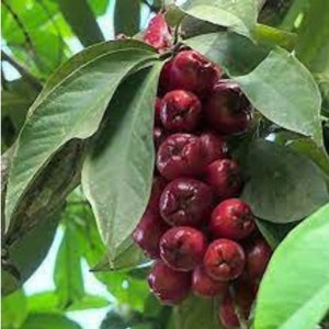 Malay Apple Purple (syzygium Malaccense) Fruit Tree Starter Plant in ...