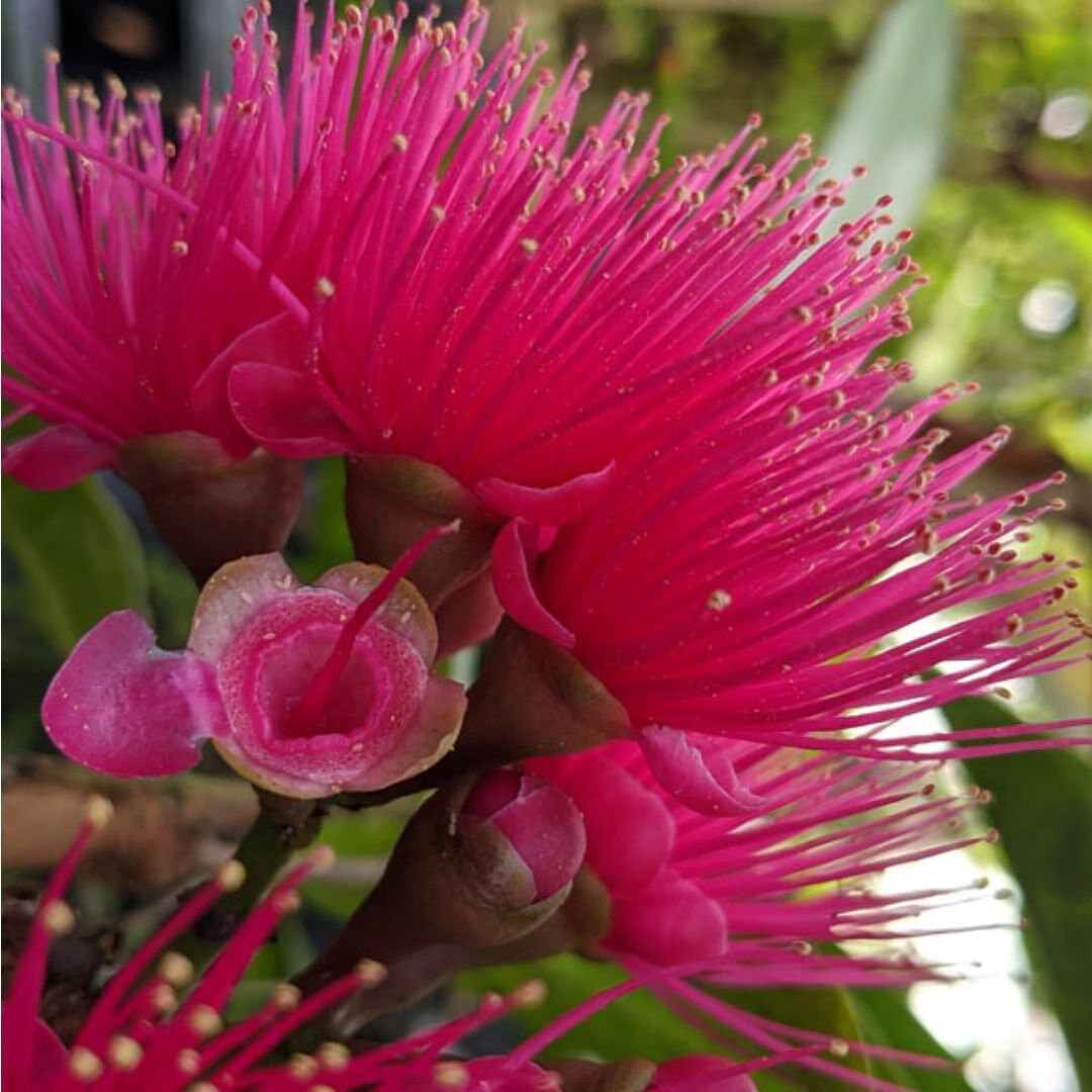 Malay Apple Purple (syzygium Malaccense) Fruit Tree Starter Plant in ...