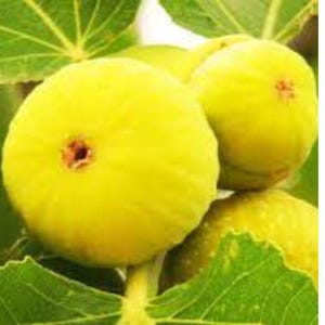 Yellow Long Neck Fig Plant - Ficus carica - YellowFruit Tree Starter Plant, Live Fig Plant for Outdoor Plant in pot 3&quot; to 6&quot; tall.