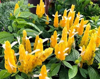 Yellow Shrimp Plant,  Golden Shrimp Plant, Justicia Brandegeana, Pachystachys Lutea, Starter Live Plant