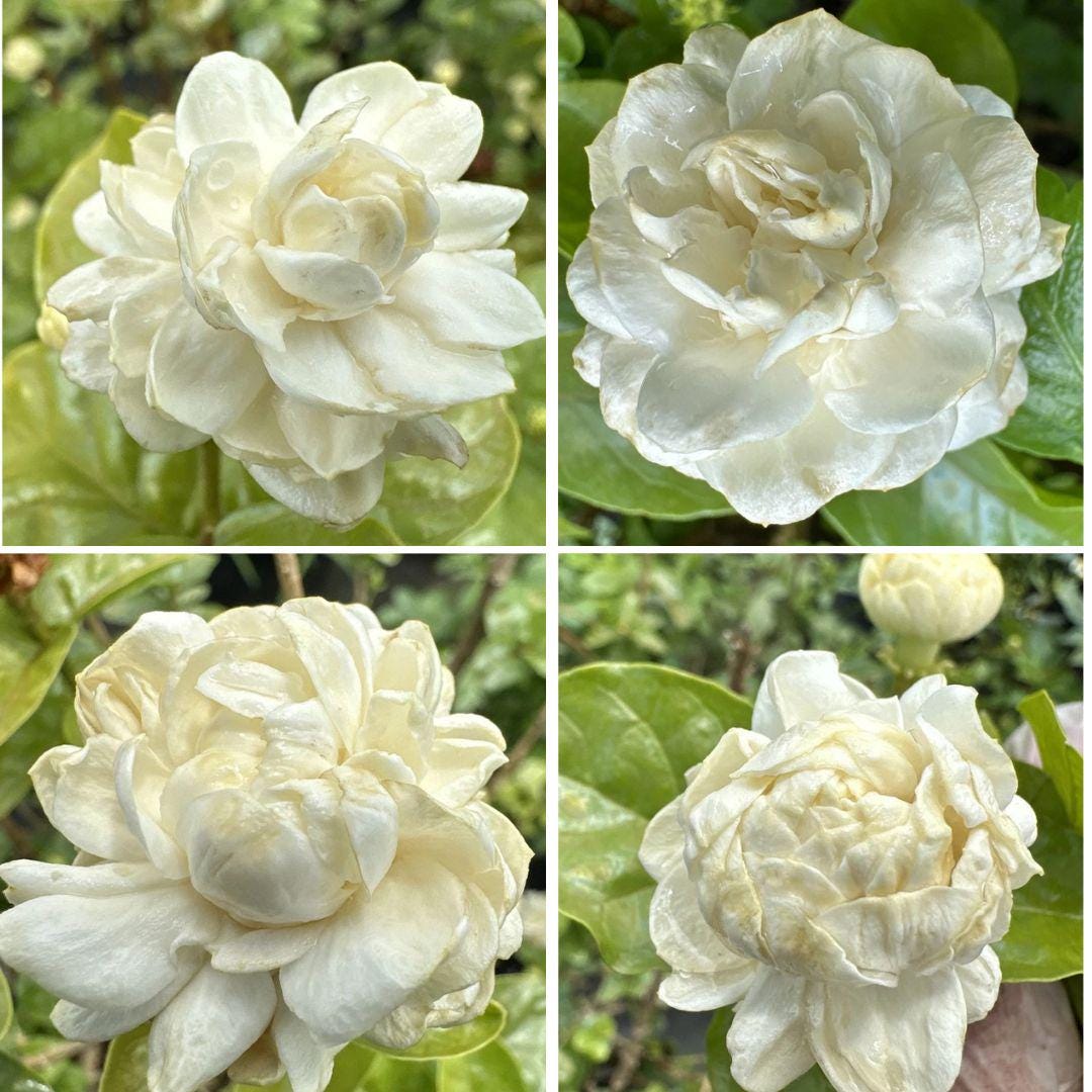 2 Grand Duke Jasmine Live Plants- Fragrant Flowers- Plugs -  3 To 5” Tall ship bare root