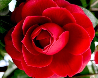 Red camellia japonica Plant &#39;black tie&#39; -Live Starter Plant ship in pot