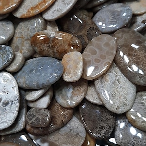 Fossil Coral Cabochons Wholesale Lot –Mixed Shapes & Sizes | Natural Polished Stones for Jewelry Making, Wire Wrapping,Crafts Stone