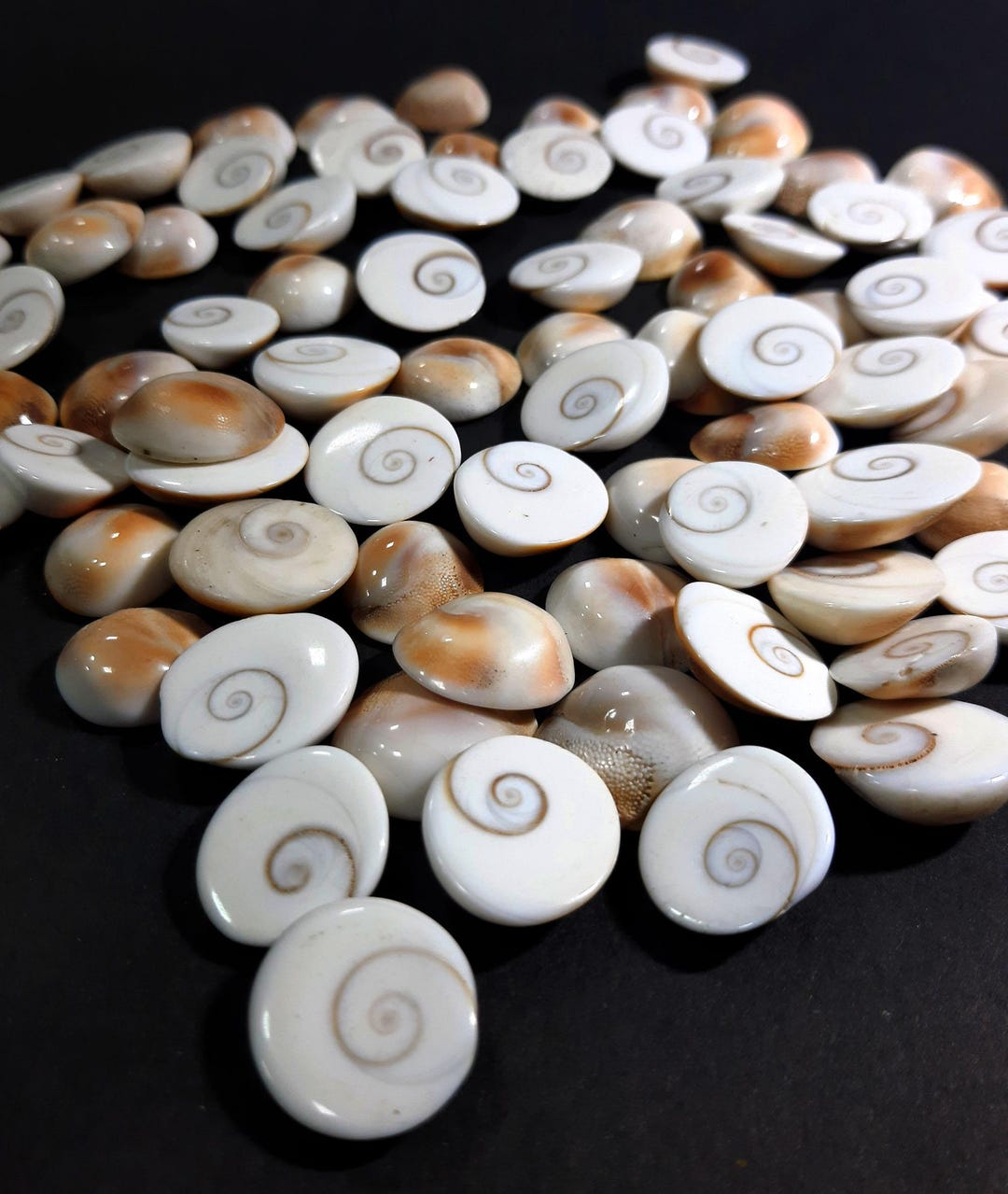 Natural Shiva Eye Shell Gemstone, Wholesale Cabochon Lot - Etsy