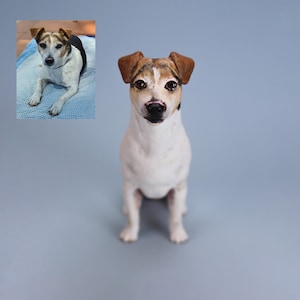 Könnte beinhalten: Eine weiße und braune Jack Russell Terrier Hundefigur, die mit ihren Vorderpfoten zusammen sitzt und direkt in die Kamera schaut.