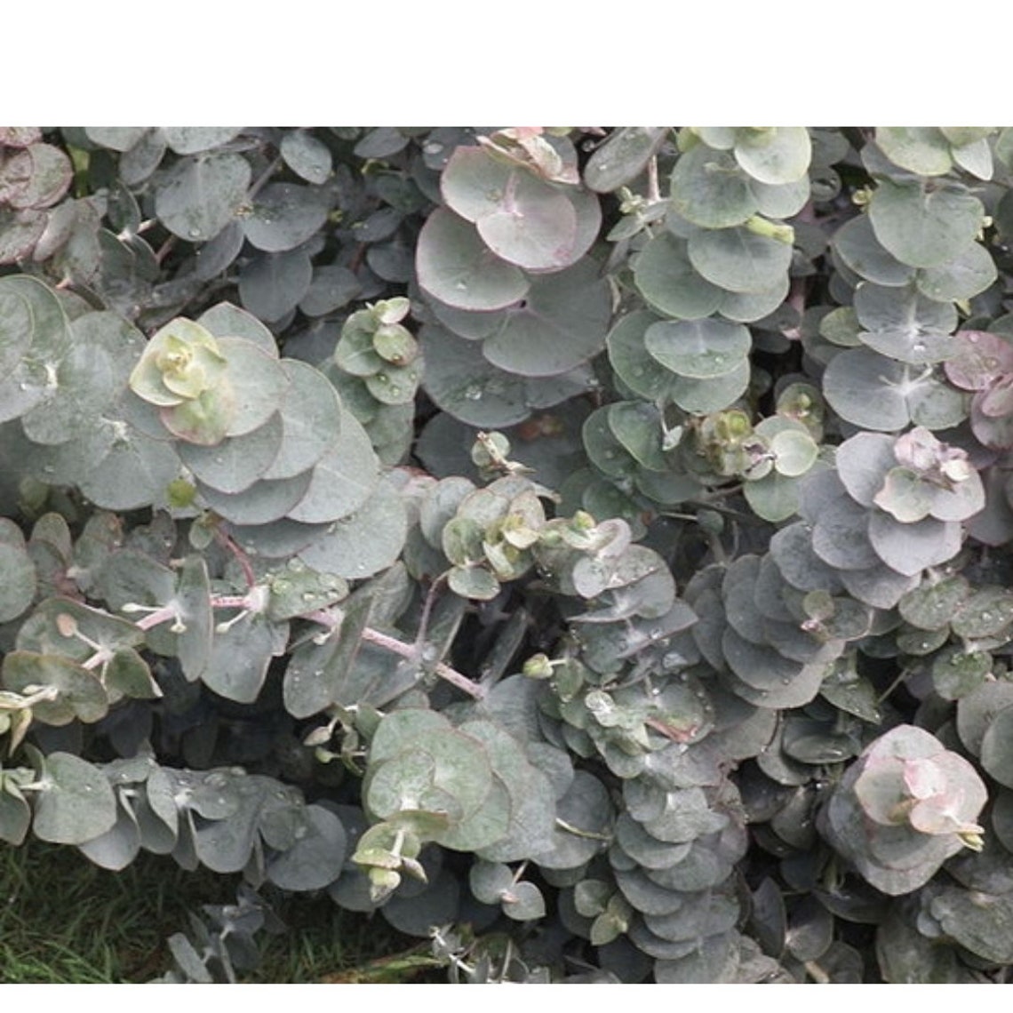 Eucalyptus Live Plant Silver Dollar Eucalyptus Plantlive STARTER Plantship in Pot Etsy