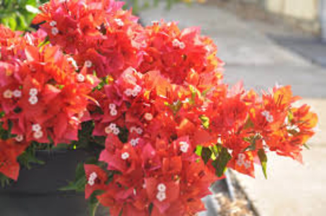 Orange Bougainvillea Starter Plant 'flame' Live Etsy