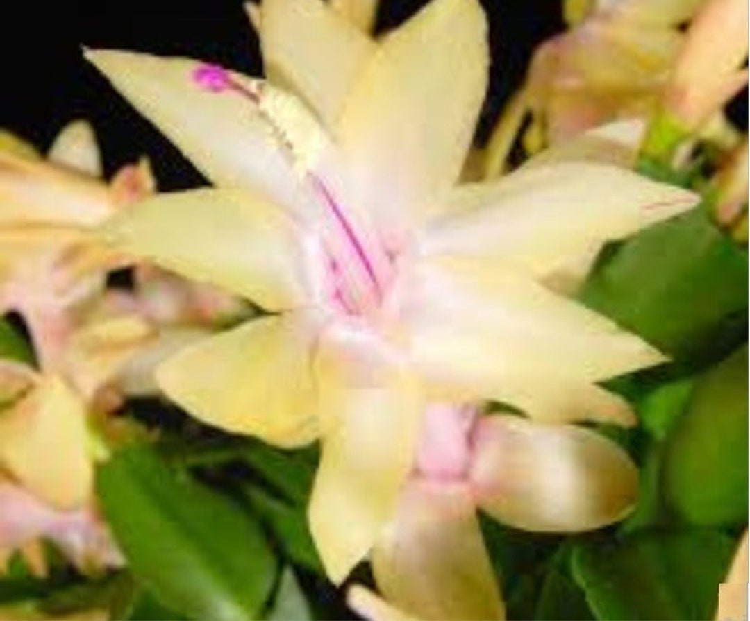 Yellow Christmas Cactus Plant Zygocactus live Starter Plantships in