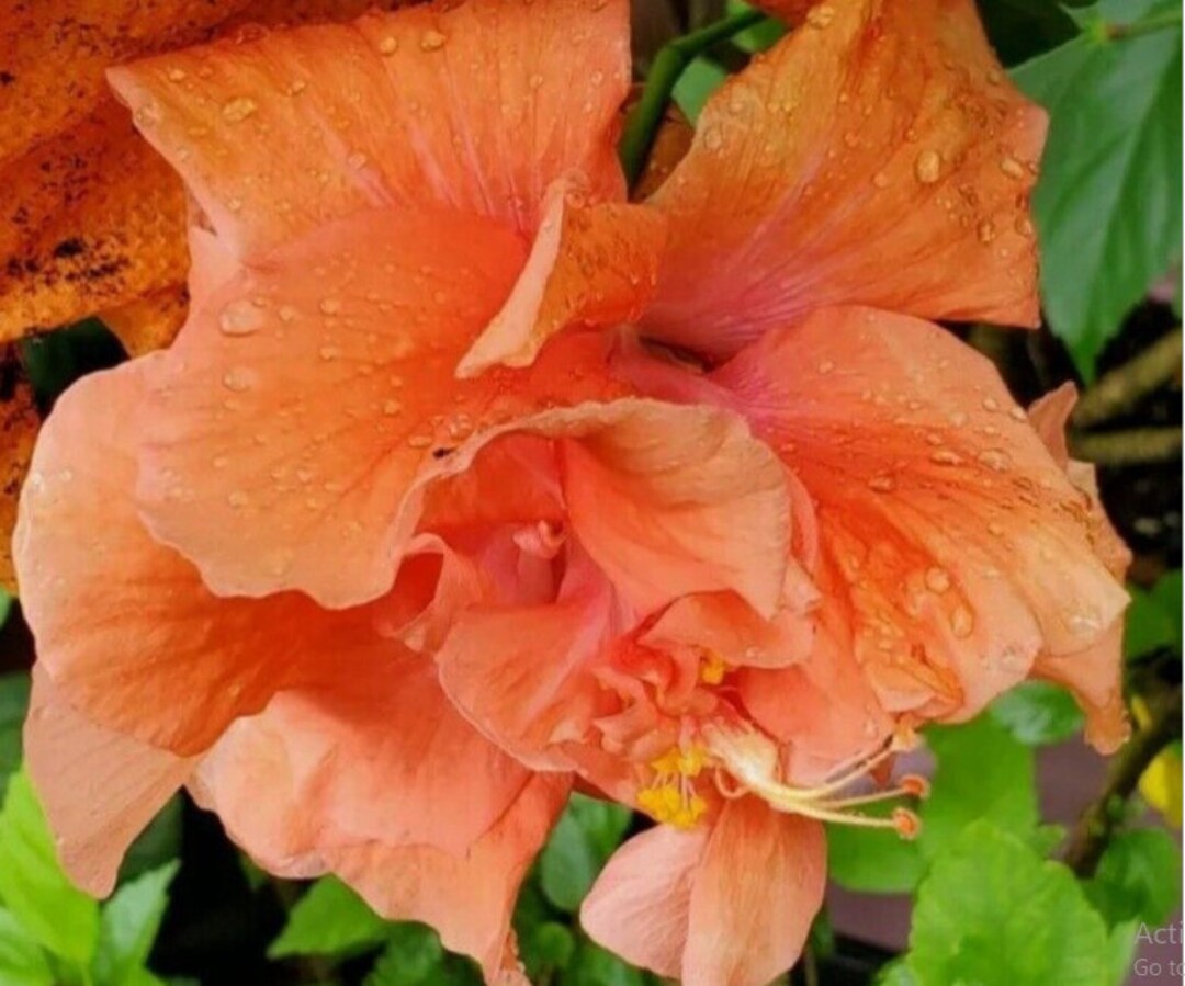 Double Orange Hibiscus Plant Tropical Hibiscus Well Rooted Live Plant