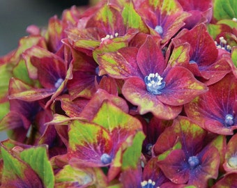 Hydrangea 'pistachio'- starter plant - ship in pot - Dormant