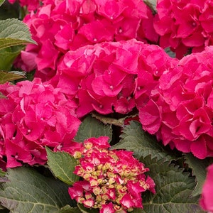 Cityline Hydrangea Etsy