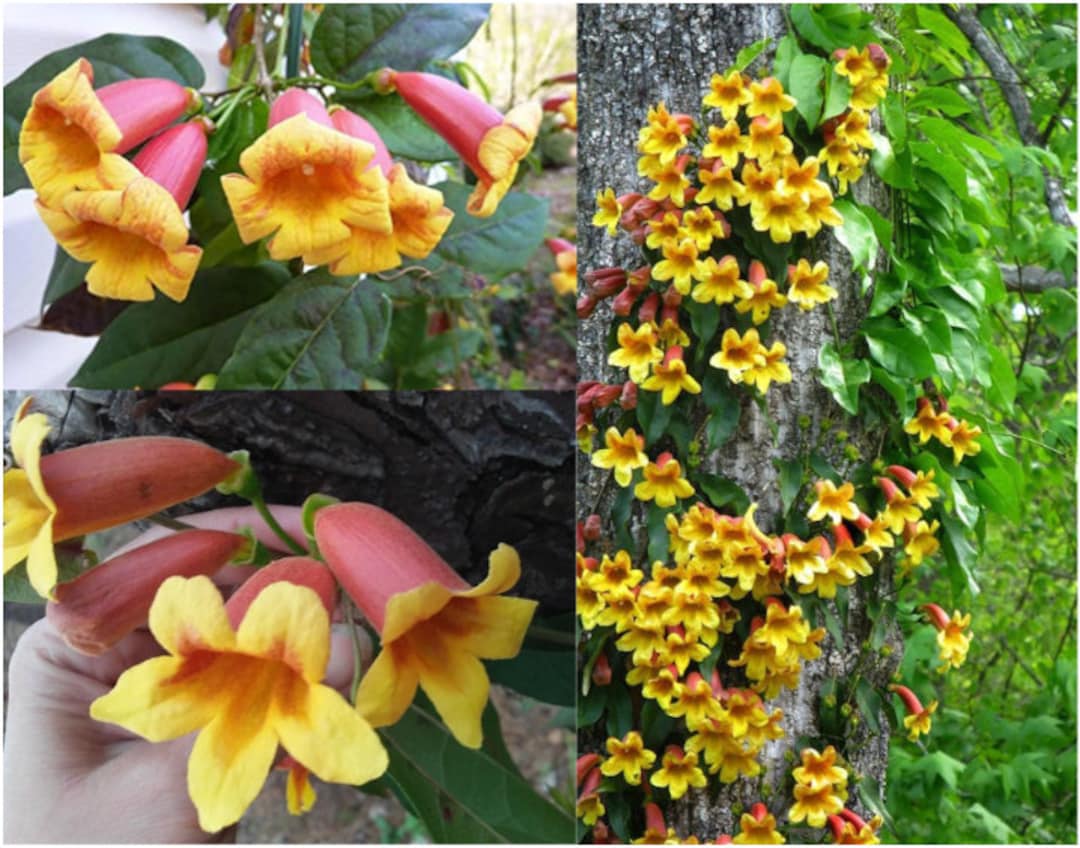 Orange Trumpet Creeper - Burke's Backyard