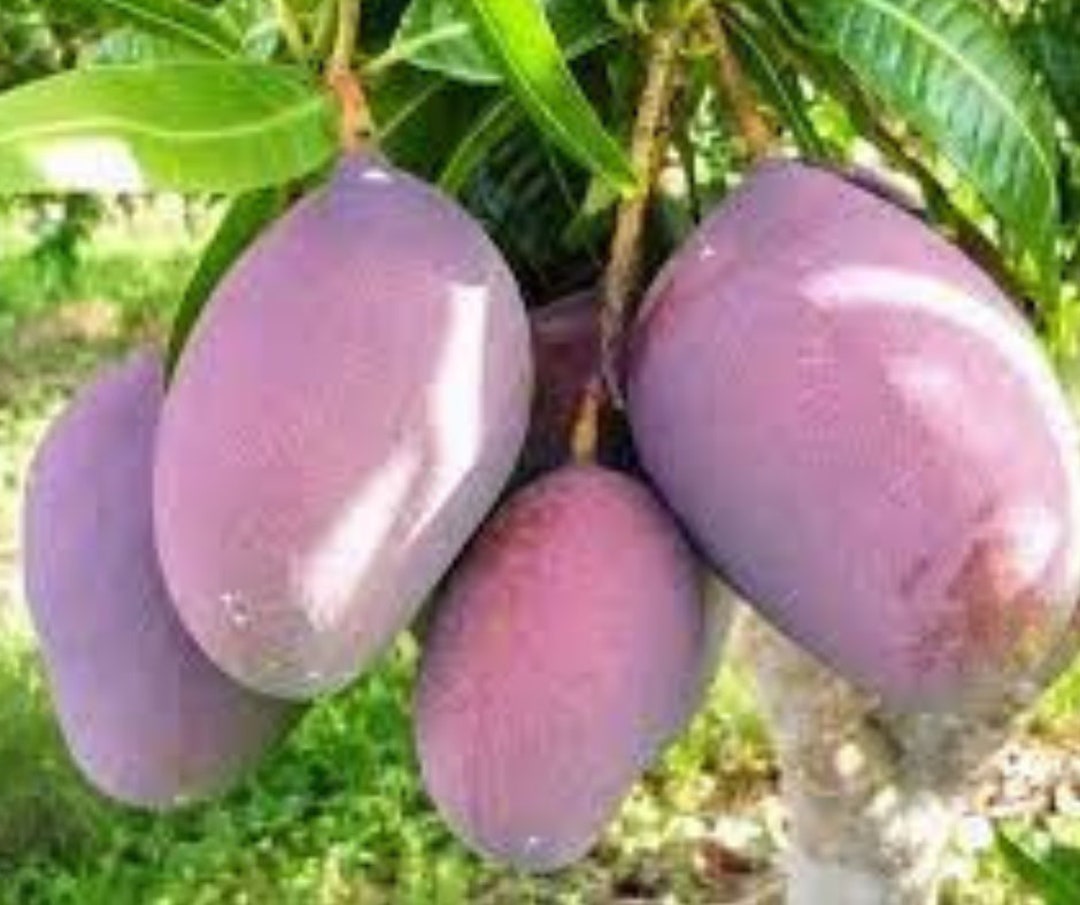 Mango Tree Plant Purple Palmer Manglifera Live Plant Etsy