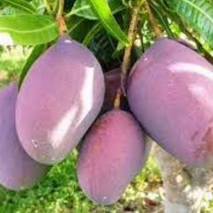 Purple Mango Etsy