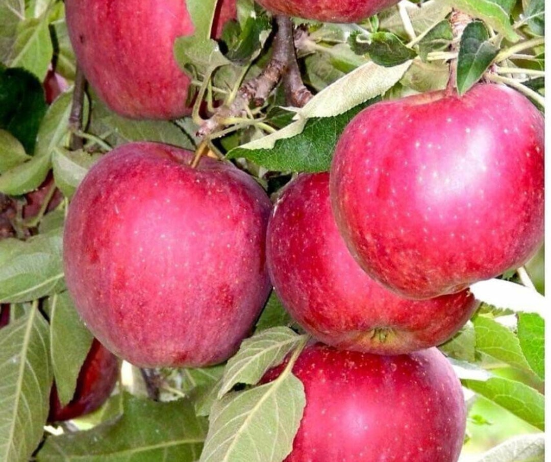 1 RED Delicious Apple Tree live Fruit Tree Well Rooted Plant tropical