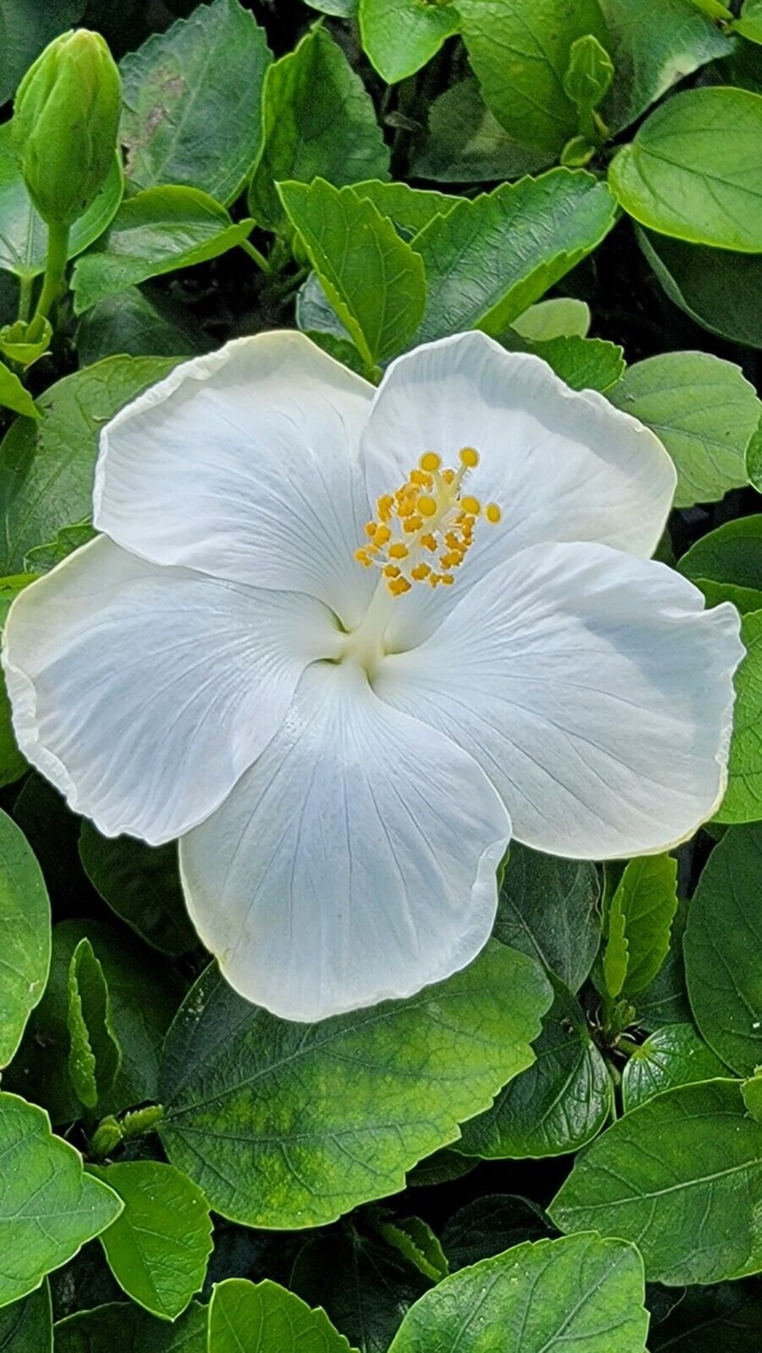White Hibiscus Exotic White Hibiscus Tropical Hibiscus Live Plant well