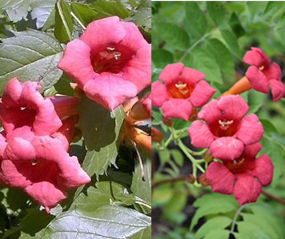 Orange Trumpet Creeper - Burke's Backyard