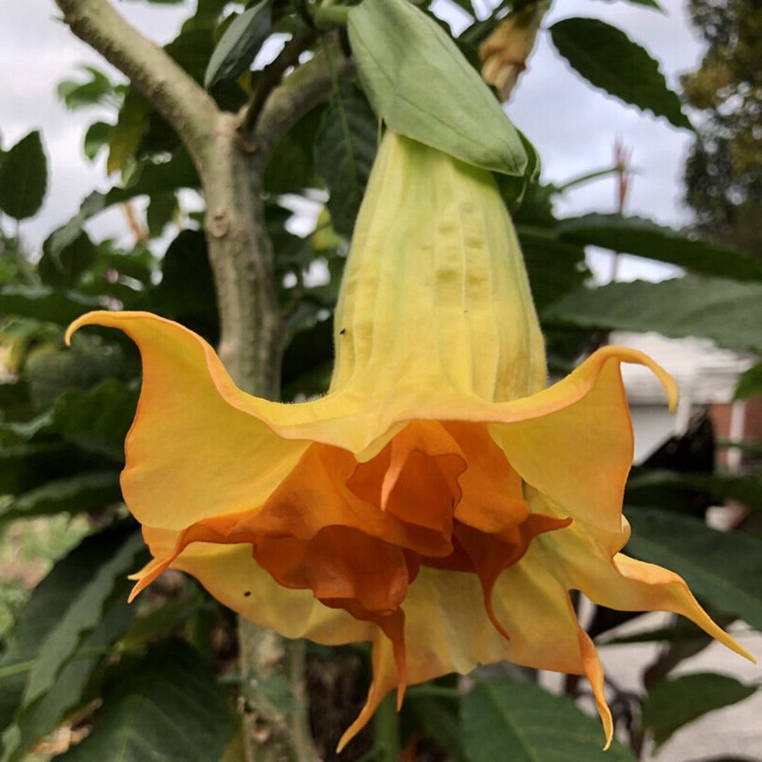 3 Pink Angel Trumpet Live Plants - Brugmansia, Pink Angel Trumpet