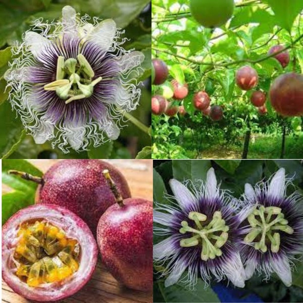 Passion Fruit Plant Etsy