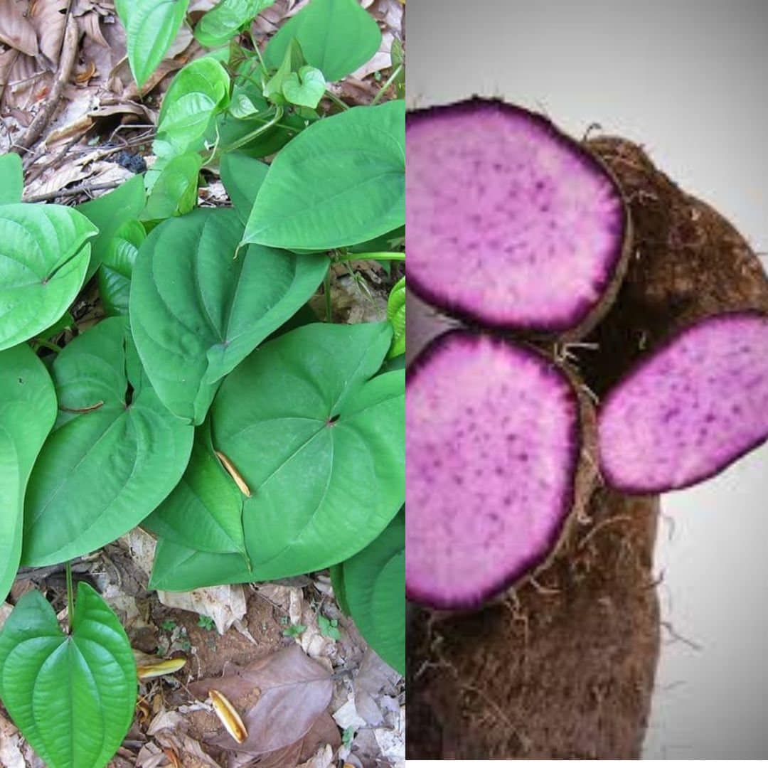 Purple Yam Plant Ube Vine Dioscorea Alata Live Plant Khoai Mỡ - Etsy