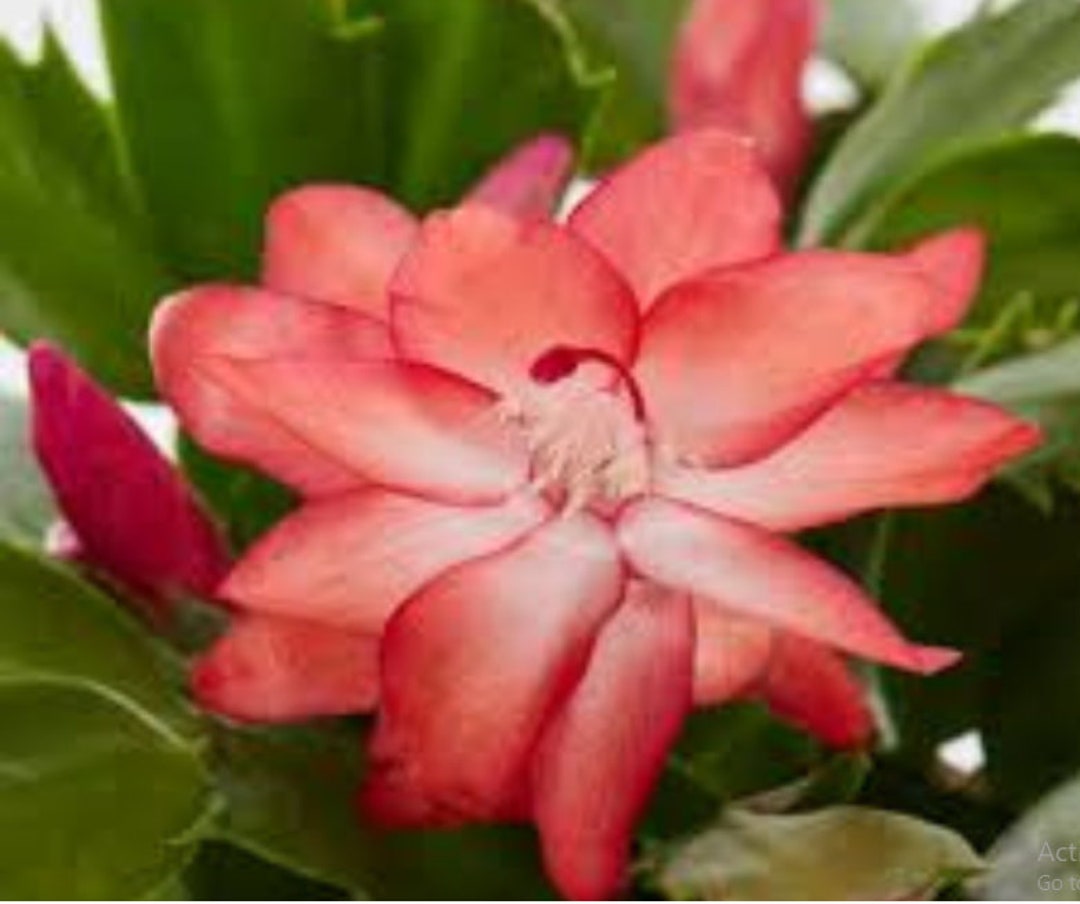 Red Christmas Cactus Plant Zygocactus live Starter Plantships in Pot 4